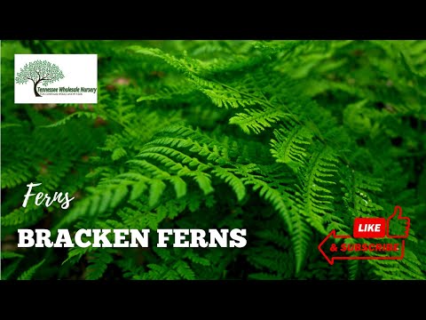 TN Nursery video on  Bracken Fern