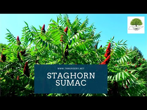 TN Nursery video on  Staghorn Sumac
