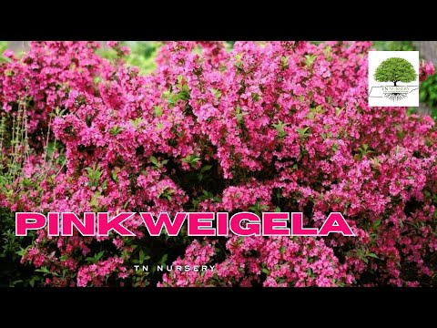 TN Nursery video on    Pink Weigela