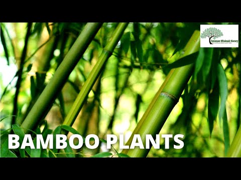 TN Nursery video on  Bamboo Plant
