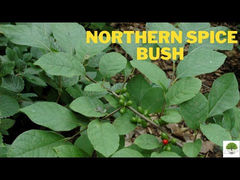 TN Nursery video on Northern Spice Bush
