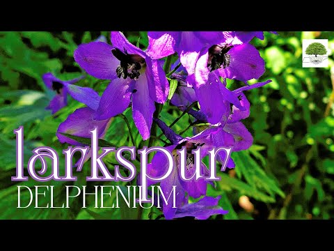 TN Nursery video on  Larkspur Delphenium
