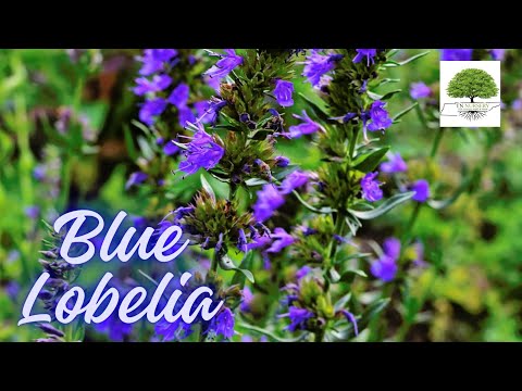 TN Nursery video on Blue Lobelia
