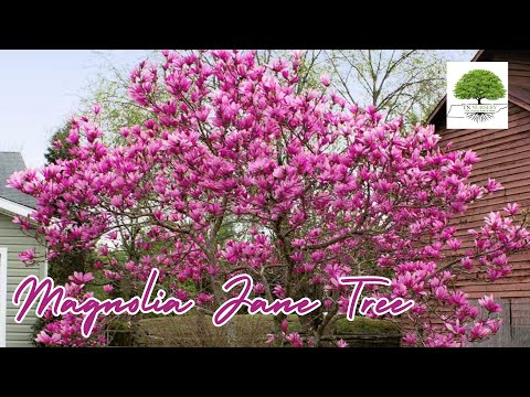 TN Nursery video on  Magnolia Jane Tree
