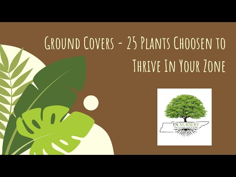 TN Nursery video on  Ground Covers
