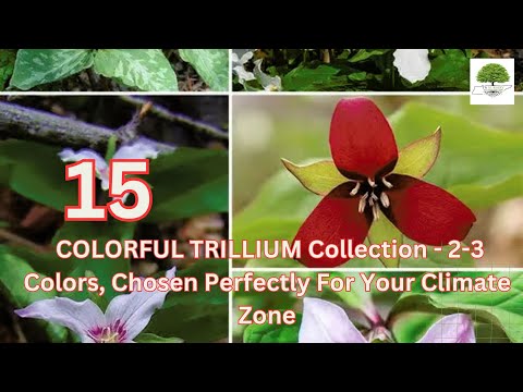 TN Nursery video on 
15  Colorful Trillium Collection