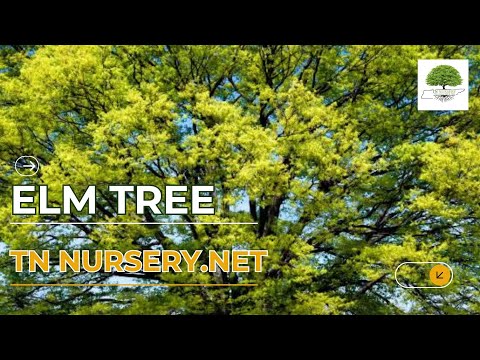 TN Nursery video on Elm Tree
