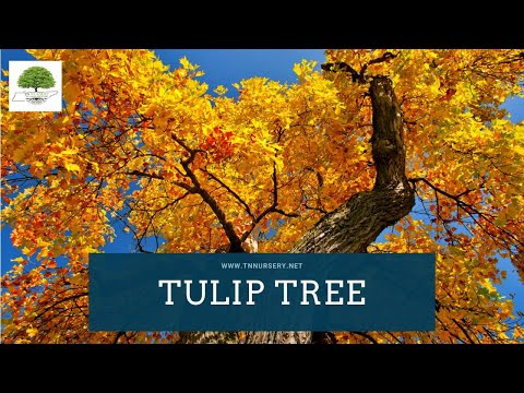 TN Nursery video on  Tulip Poplar Tree
