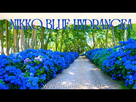 TN Nursery video on Blue Hydrangea Shrubs 
