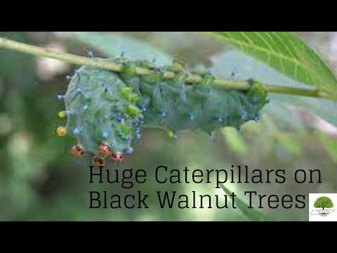 TN Nursery video on  Black Walnut Tree