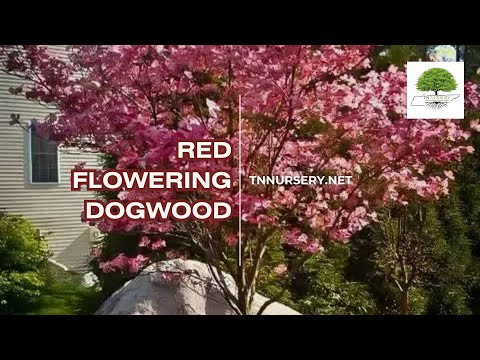 TN Nursery video on  Red Flowering Dogwood
