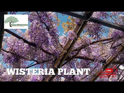 TN Nursery video on Wisteria Vine
