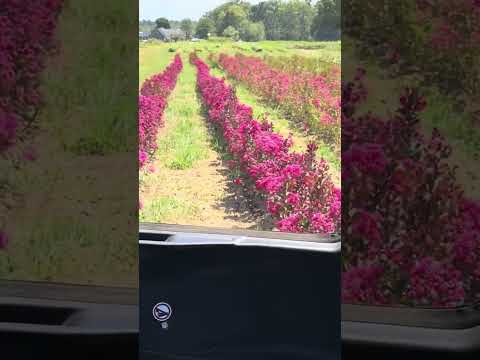 TN Nursery video on Crepe Myrtle
