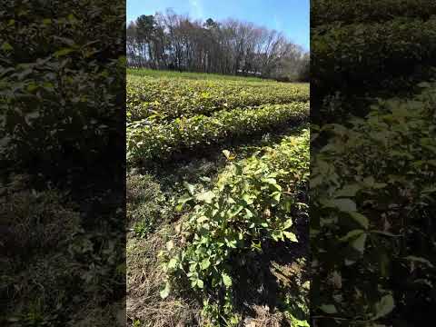 TN Nursery video on Chestnut Oak Seedling
