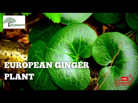 TN Nursery video on European Ginger
