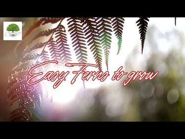 TN Nursery video on Easy ferns to grow

