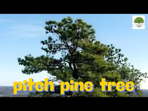 TN Nursery video on    Pitch Pine Tree
