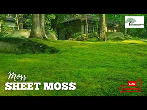 TN Nursery video on   Sheet Moss
