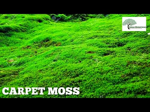 TN Nursery video on CARPET MOSS
