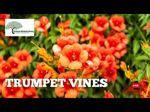 TN Nursery video on Trumpet Vine

