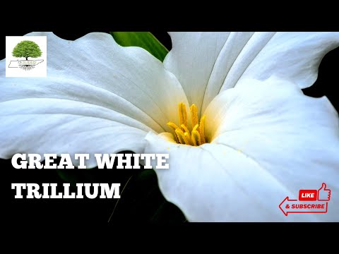 TN Nursery video on  White Trillium
