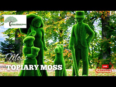 TN Nursery video on  Topiary Moss
