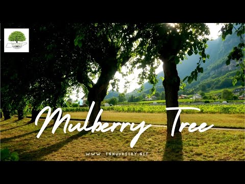 TN Nursery video on  Native Mulberry Trees 