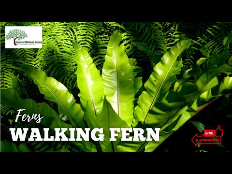 TN Nursery video on  Walking Fern
