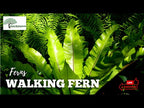 TN Nursery video on  Walking Fern
