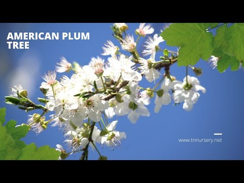 TN Nursery video on  Plum Tree
