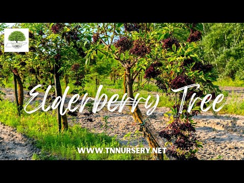 TN Nursery video on Elderberry
tree