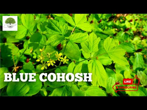 TN Nursery video on Blue Cohosh Plant