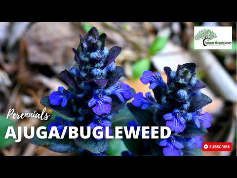 TN Nursery video on Ajuga Reptans - Bugleweed
