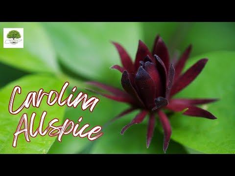 TN Nursery video on Carolina Allspice
