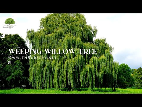 TN Nursery video on  Weeping Willow
