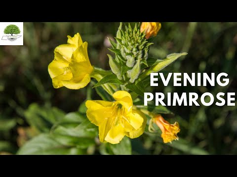 TN Nursery video on Evening Primrose
