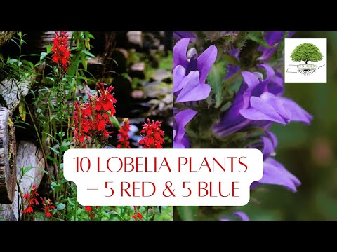 TN Nursery Video on 10 Lobelia Plants -5 Red and 5 Blue