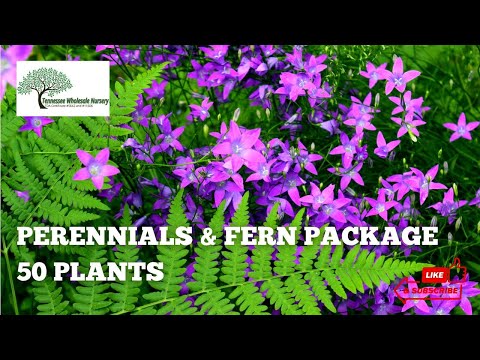 TN Nursery video on  Perennials & Fern Package 
