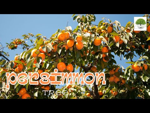 TN Nursery video on  Persimmon Tree
