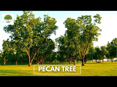 TN Nursery video on Pecan Tree
