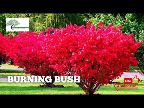 TN Nursery video on Burning Bush
