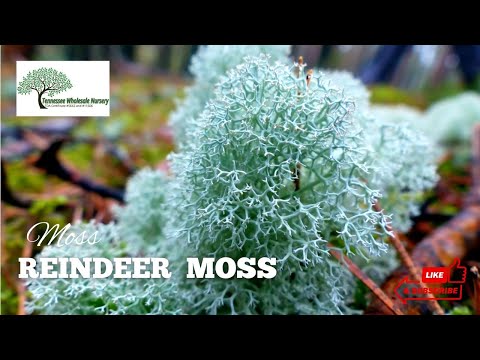 TN Nursery video on Reindeer Moss