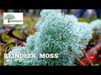 TN Nursery video on Reindeer Moss