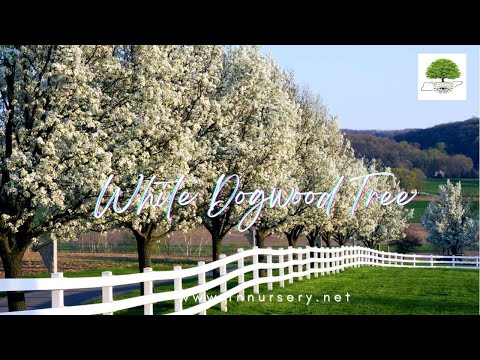 TN Nursery video on Dogwood Trees
