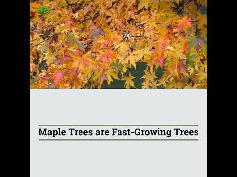 TN Nursery video on Fast Growing Trees
