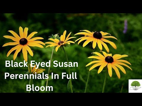 TN Nursery video on  Black Eyed Susan
