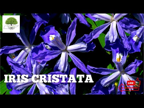 TN Nursery video on Iris 