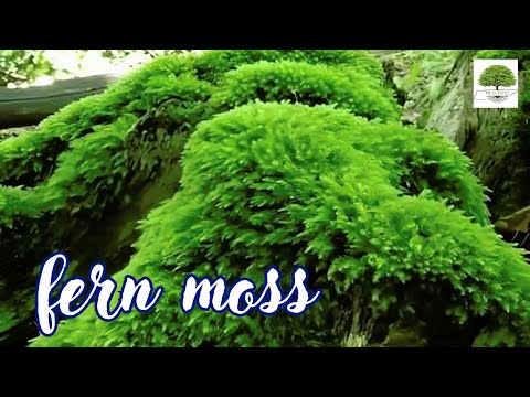 TN Nursery video on Fern Moss
