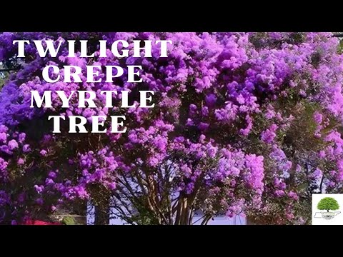 TN Nursery video on  Twilight Crepe Myrtle
