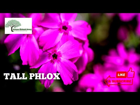 TN Nursery video on  Tall Phlox
